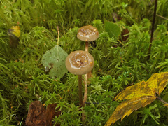 Phaeonematoloma myosotis