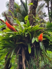 Guzmania berteroniana