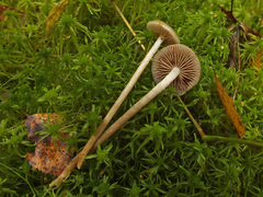 Phaeonematoloma myosotis