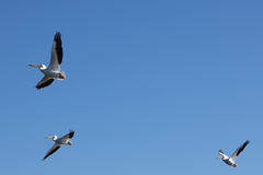 Pelecanus erythrorhynchos