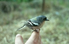 Fringilla coelebs africana