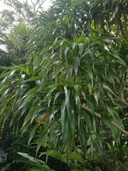 Dracaena cambodiana