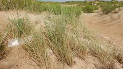 Thinopyrum bessarabicum