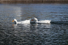 Anas platyrhynchos domesticus