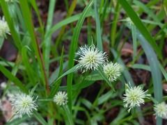 Cyperus angolensis