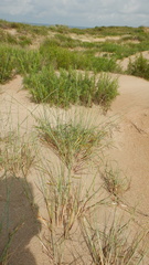 Thinopyrum bessarabicum