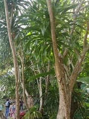 Dracaena cambodiana