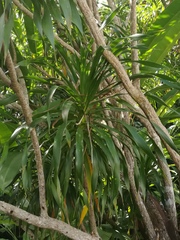 Dracaena cambodiana