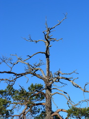 Cronartium flaccidum