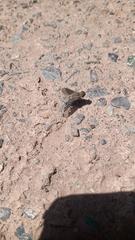 Hemipenthes tenuirostris