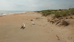 Thinopyrum bessarabicum