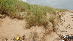 Thinopyrum bessarabicum