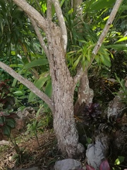 Dracaena cambodiana