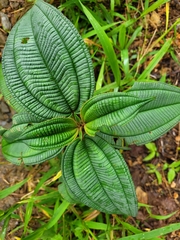 Miconia sintenisii
