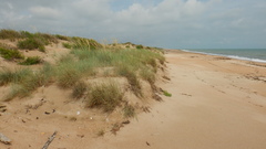 Thinopyrum bessarabicum