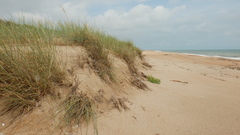 Thinopyrum bessarabicum