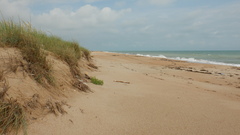 Thinopyrum bessarabicum