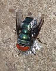 Chrysomya marginalis