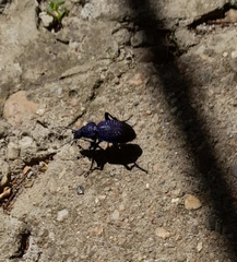 Carabus scabrosus