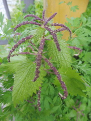 Urtica membranacea