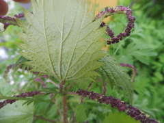 Urtica membranacea