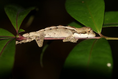 Enyalius catenatus
