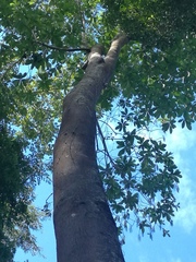 Alstonia macrophylla