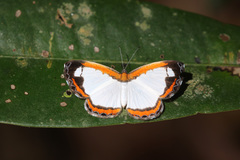 Nymphidium acherois