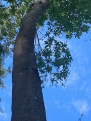 Alstonia macrophylla