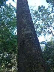Alstonia macrophylla