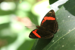 Adelpha lycorias
