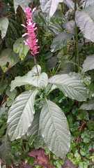 Odontonema callistachyum