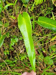 Anthurium dominicense