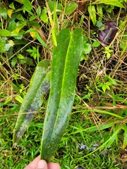 Anthurium dominicense