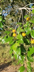Petalostigma pubescens