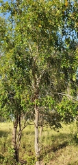 Petalostigma pubescens