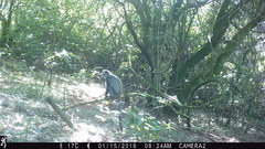 Cercopithecus mitis erythrarchus