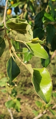 Petalostigma pubescens