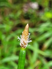 Eleocharis elegans