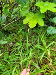 Eleocharis elegans