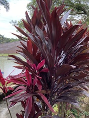 Cordyline fruticosa