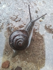Pommerhelix monacha