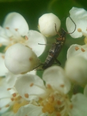 Grammoptera ruficornis