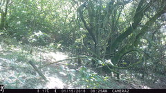 Cercopithecus mitis erythrarchus