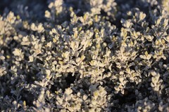 Cratystylis conocephala