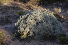 Cratystylis conocephala