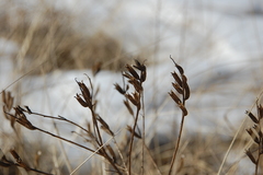 Cakile edentula edentula