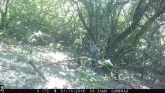 Cercopithecus mitis erythrarchus