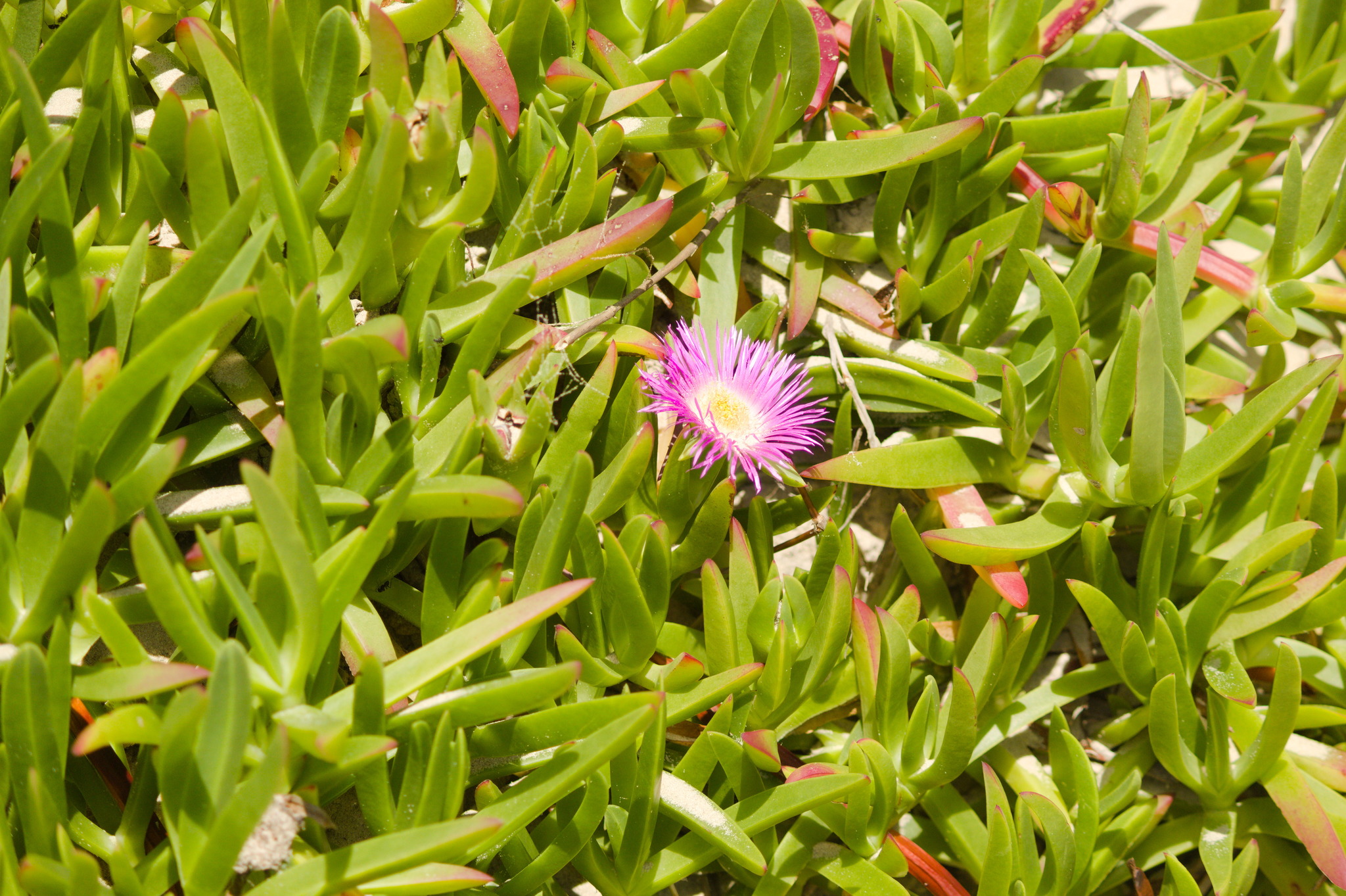 Carpobrotus acinaciformis