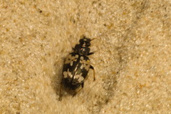 Tetragonoderus